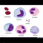 Leukemia, Lymphoma, Myeloma and other blood cancers 10-24-17