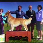 Showing and breeding golden retrievers; fun exercises and training for your dog.  10-27-17