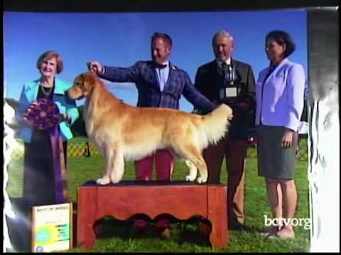 Showing and breeding golden retrievers; fun exercises and training for your dog.  10-27-17