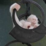 Lion Cubs, Bull Taming Festival 1-24-18