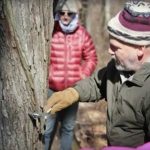 From Tree to Table: All About Maple Sugaring 2-20-18