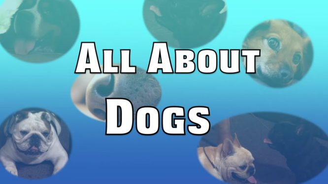 All About Dogs
