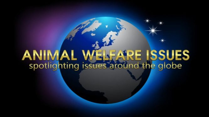 A Close Up Look at Animal Welfare Issues
