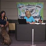 Dock Dogs and Portuguese Water Dogs 8-24-18