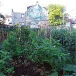 Opportunity House celebrates first garden harvest with community garden dinner