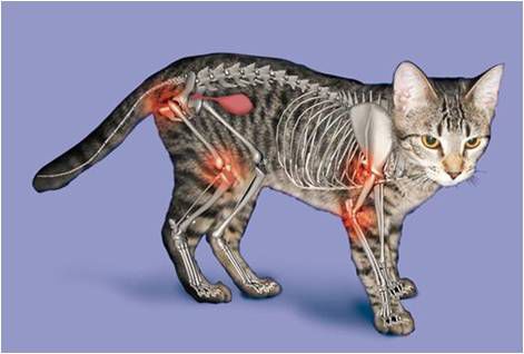 Ouch! My Aching Joints! Osteoarthritis in Dogs and Cats
