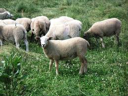Children’s Day Sheep & Wool Program at Daniel Boone Homestead