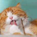 Connecting for Pets in a Time of Social Distancing