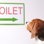 How to Potty Train Your Pup