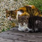 Stray cat or feral cat?  What is the difference?