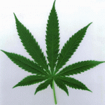 Politically Uncorrected | Legalizing Marijuana in PA:  A Too Familiar Script