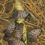 Funding Dedicated for Spotted Lanternfly Control