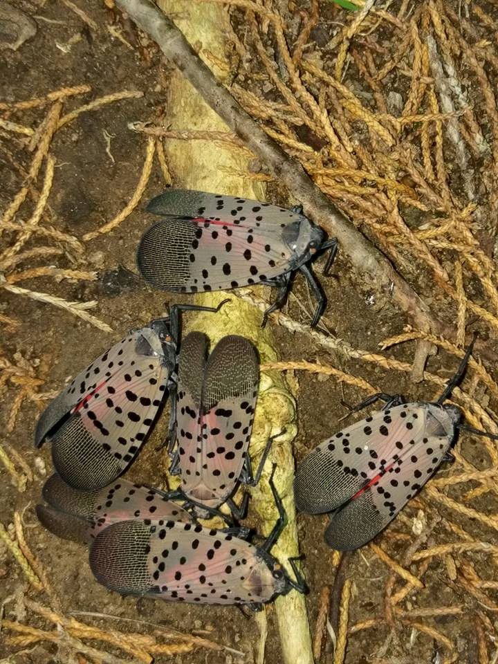 Spotted Lanternfly Public Meeting