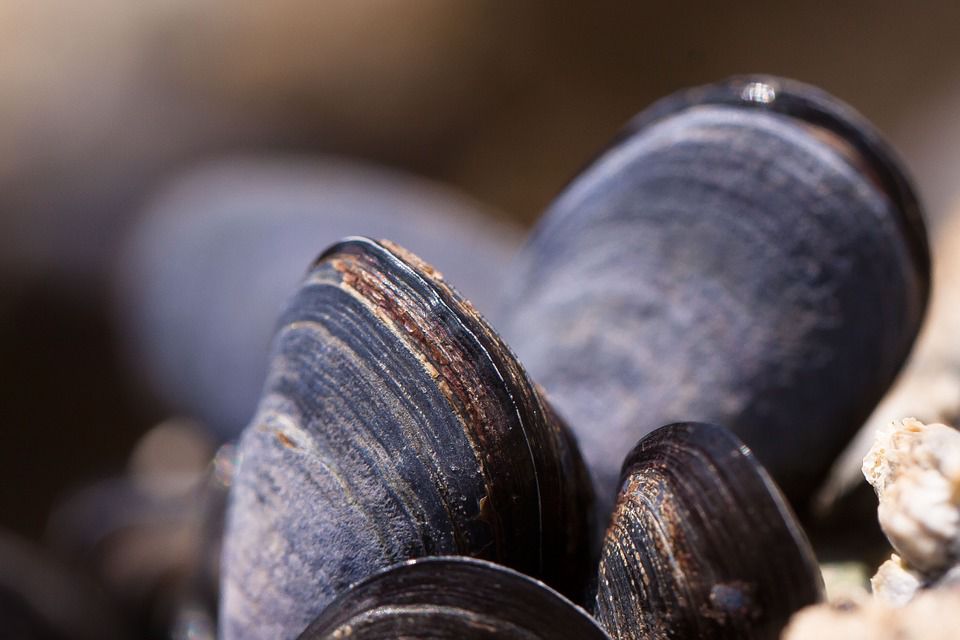 Phila. Shows Off its Mussels in World’s First City-owned Hatchery