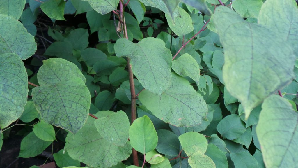 Japanese Knotweed: the ‘Godzilla Weed’