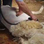 A Ritual of Spring: Sheep Shearing Day at Hopewell Furnace NHS