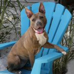 6 Tips for Pet Loss Prevention
