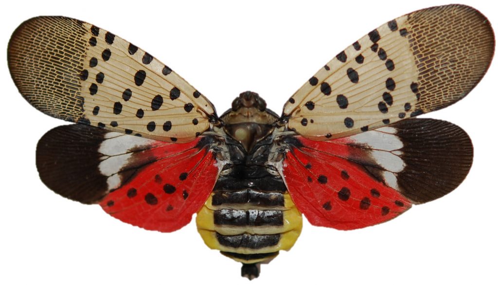 Reading Fightin’ the Spotted Lanternfly on July 23