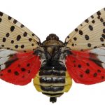 Fightin Phils to raise awareness of Spotted Lanternfly on June 26th