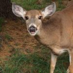 Beware and Aware of Deer on Roads : Four Simple Tips to Avoid Collisions
