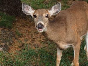 Beware and Aware of Deer on Roads : Four Simple Tips to Avoid Collisions