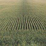 Study: Ethanol Mandate Adding to Carbon Pollution