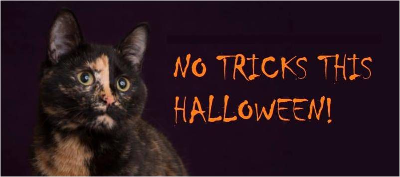No Tricks This Halloween! Tips for Seasonal Pet Safety