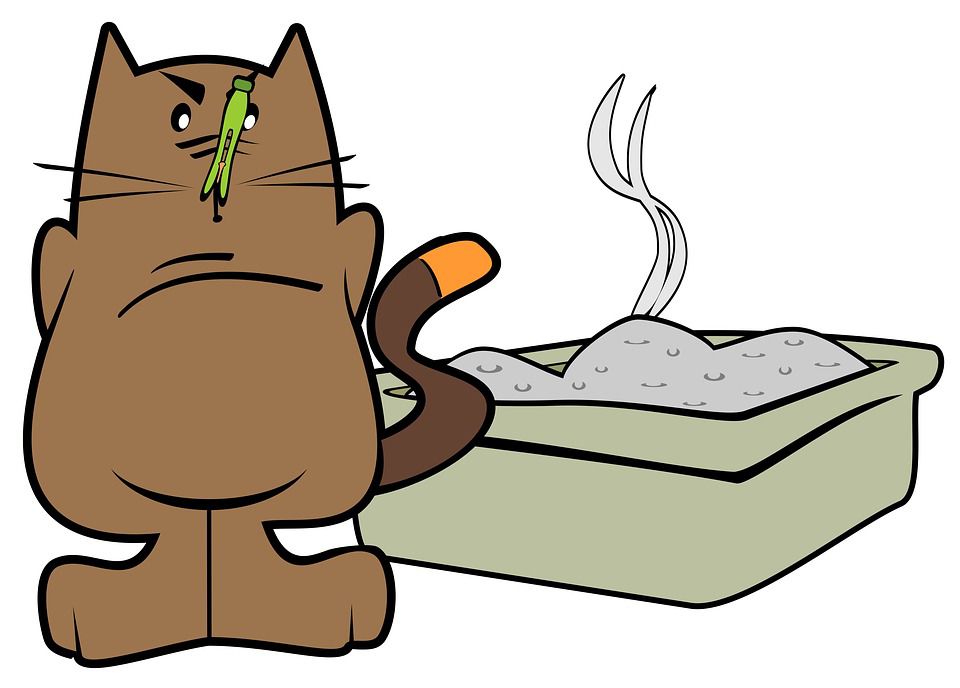 Litter Box Avoidance in Cats