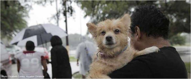 Disaster Preparedness for Your Pet