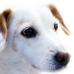 Can My Pet Get Corona Virus (COVID-19)?