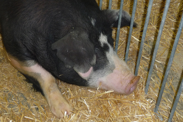 KU Professor Awarded U.S. Department of Agriculture Grant for Swine Parasite Management