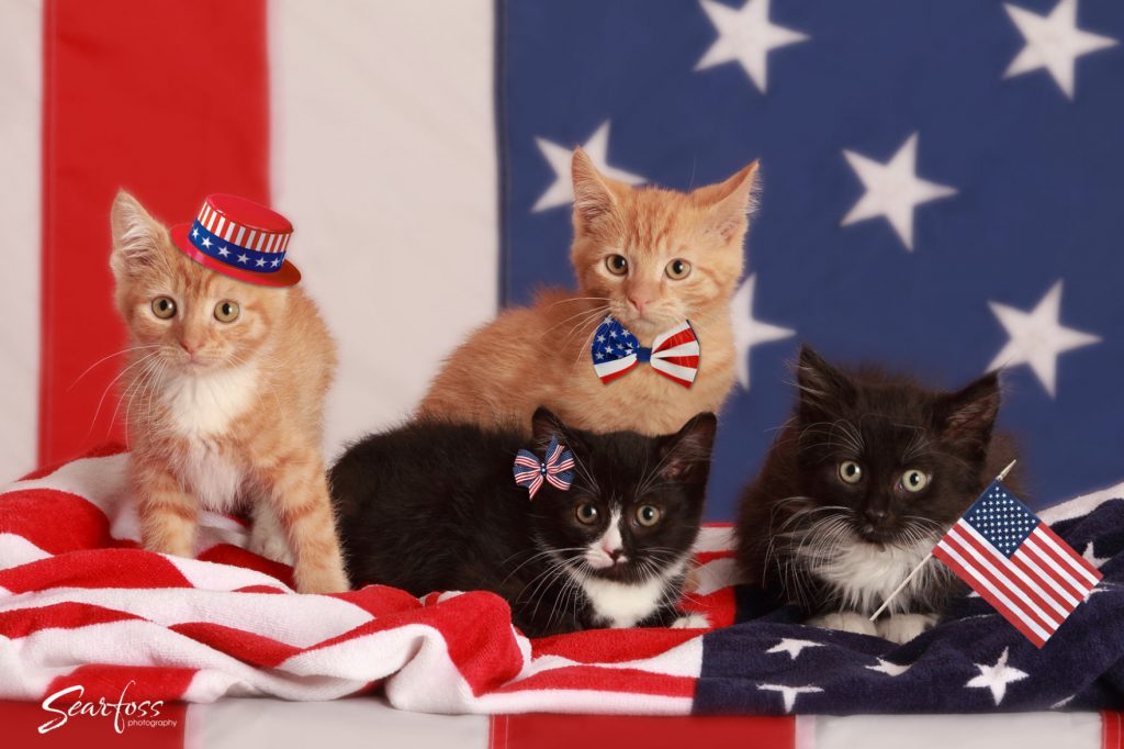 Free Pets for Vets Adoption Event at the Humane Society in Honor of Veteran’s Day