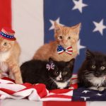 Free Pets for Vets Adoption Event at the Humane Society in Honor of Veteran’s Day