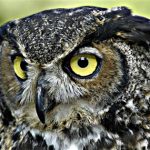 Second Saturday: Owls of Pennsylvania