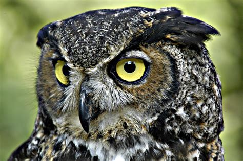 Second Saturday: Owls of Pennsylvania