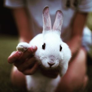 Bunny Basics: Pet Care Tips