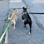 Grab Your Dog and Go: Helpful Dog Walking Safety Tips
