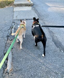 Grab Your Dog and Go: Helpful Dog Walking Safety Tips