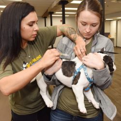 dog microchip clinic near me