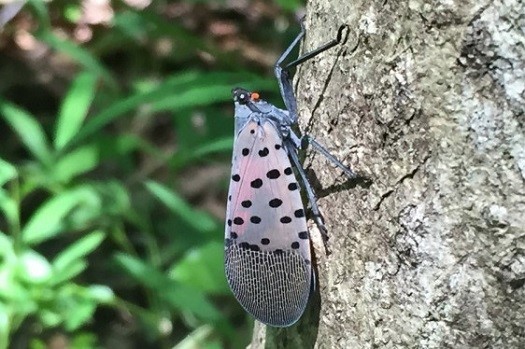 Spotted Lanternfly Permit Training