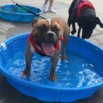 Hot Weather Pet Care Tips