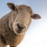 Sheep Shearing and Spring Charcoal Burn at Hopewell Furnace