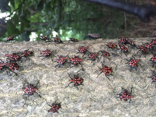Spotted Lanternfly Nymphs Now Evident in Berks County