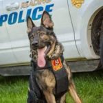 Retired K-9 officers in Reading could use financial assistance for medical bills