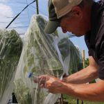 Penn State Berks Center studies methods to eradicate spotted lanternfly