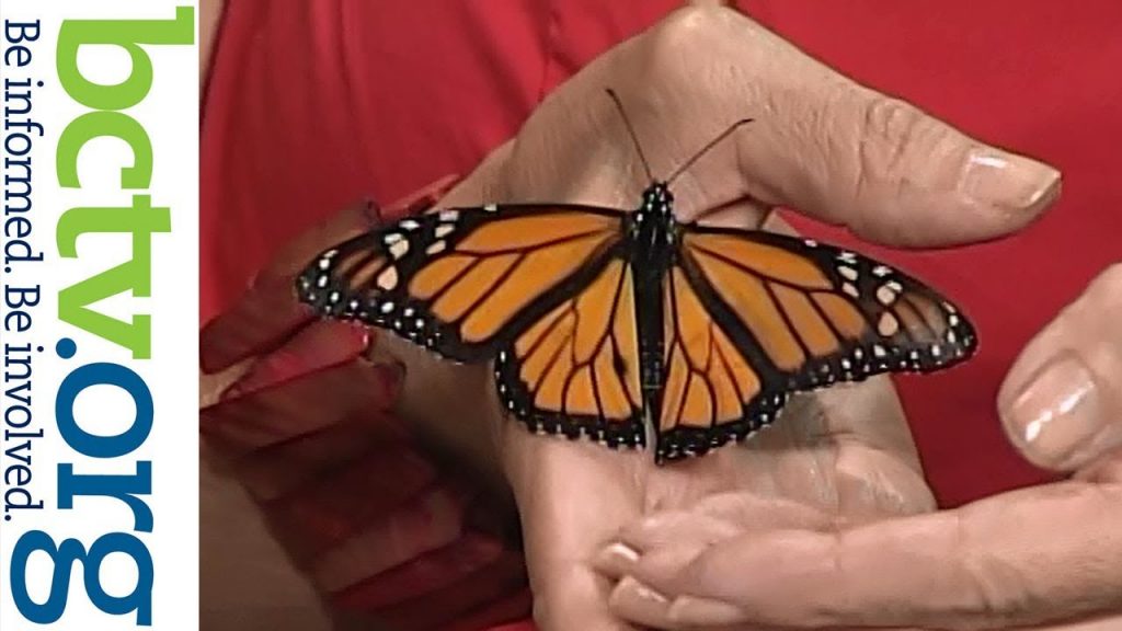 Monarch Butterflies 8-28-19