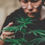 Temporary Changes to Medical Marijuana Program for Cardholders During COVID-19
