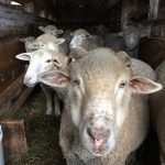 Family Fun at Hopewell Furnace: Meet the Farm Animals & Help Clean Raw Wool