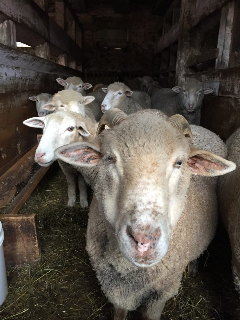 Family Fun at Hopewell Furnace: Meet the Farm Animals & Help Clean Raw Wool