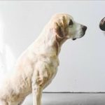 Green JuJu Pet Food & Tips for Leash-Reactive Dogs 1-24-20